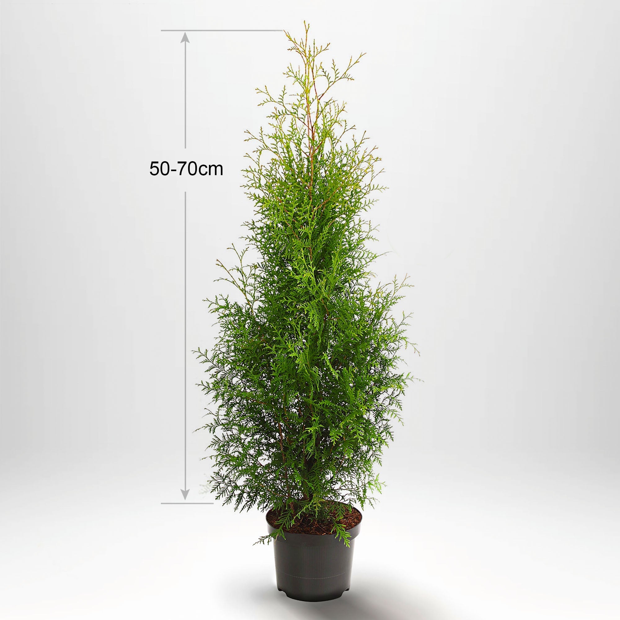 Thuja Occ Brabant 60/80 cm, Pottedyrket Co 2, Kvalitet: Standard